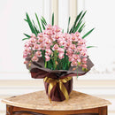 4.特選シンビジュームピンク3本アーチ