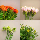 毎週届く・今週の切り花