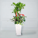 【贈答品】観葉植物 2万円代  寄せ植え尺高陶器（紅白アンス入り）立て札・メッセージカード・リボン付