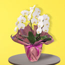 50.特選胡蝶蘭3本立