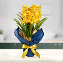 6.特選シンビジュームイエロー4本立ち