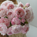 シュクレ【河本バラ園】 12月下旬～1月頃発送