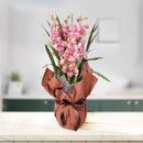 3.特選シンビジュームピンク4本立ち