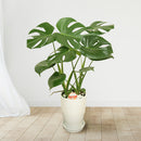 【贈答品】観葉植物 5千円代  モンステラ6寸丸陶器 立て札・メッセージカード・リボン付