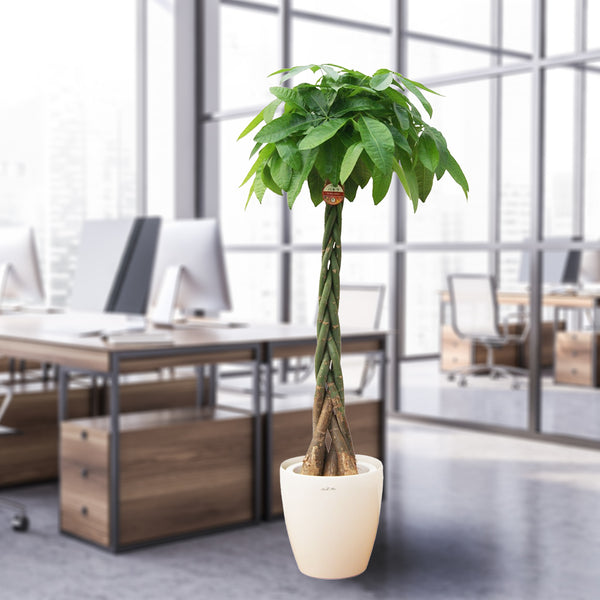 贈答品】観葉植物 2万円代 パキラ尺プラ(鉢カバー) 立て札 贈答品】観葉植物 2万円代 パキラ尺プラ(鉢カバー) 立て札