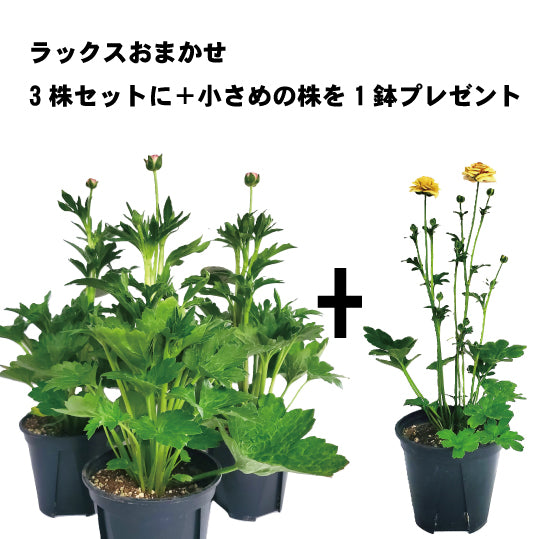 ラナンキュラスラックスおまかせミステリーボックス　3株+1株うれしいおまけ付きの数量限定お得なセット！！