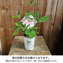 PW　アナベル  ミニルビー