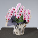 御供 特選ミディ胡蝶蘭「さくらひめ」