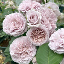 NEW ル・ソワール【河本バラ園】 12月下旬～1月頃発送