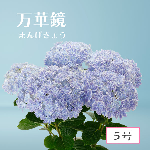 56.アジサイ「万華鏡」 ブルー 5号【そのまま贈れる 税込・送料込