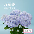 16.アジサイ万華鏡 4号 　【遅れてごめんね。そのまま贈れる 税込・送料込プラン】※一部地域のみ追加送料あり