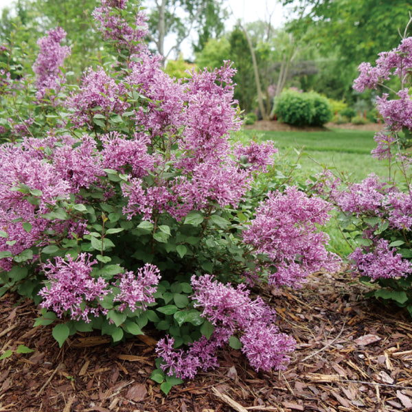 ヒメライラック　確認用 7977885b7a398ee987f53f2f83c1c4