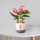 【贈答品】観葉植物 3千円代 アンスリューム・ロイヤルピンクチャンピオン4寸ツートン陶器鉢カバー 立て札・メッセージカード・リボン付