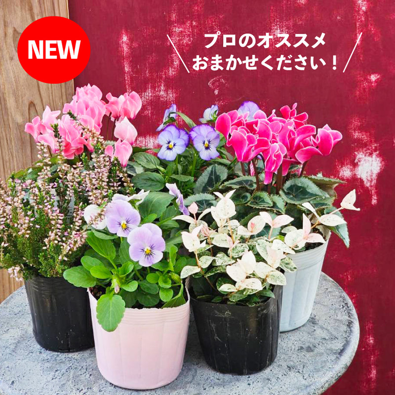 19. 季節の花苗寄せ植え6個セット