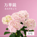 57.アジサイ「万華鏡」 ピンク　5号【そのまま贈れる 税込・送料込プラン】※一部地域のみ追加送料あり