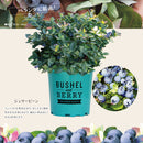 ブルーベリー・ブッシェル・アンド・ベリー【ジェリービーン】