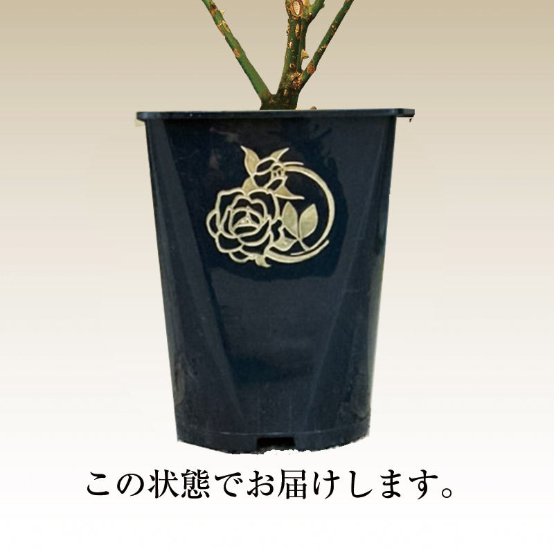 NEW シャーウッド【ロサオリエンティス】  12月上旬頃発送