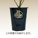 ディコン【ロサオリエンティス】  12月下旬～1月頃発送