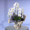 御供 特選胡蝶蘭3本立