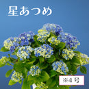 15.アジサイ「星集め」４号 　【そのまま贈れる 税込・送料込プラン】※一部地域のみ追加送料あり