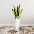 【贈答品】観葉植物 5千円代  サンスベリア6寸丸高陶器 立て札・メッセージカード・リボン付