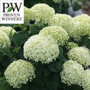 PW　アナベル  ミディライム