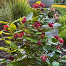 クロバナロウバイ  アフロディーデ