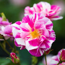 NEW　ザ・キングローズ 【イングリッシュローズ】 12月下旬～1月頃発送