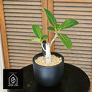 フィカス盆栽