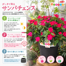サンパチェンス「パープル（Ver.2）」5号サイズ