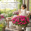 サンパチェンス「パープル（Ver.2）」5号サイズ