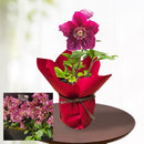 23.クリスマスローズ「雪の妖精フーリールビー」