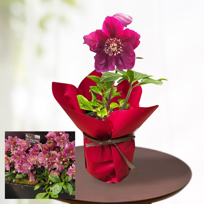 23.クリスマスローズ「雪の妖精フーリールビー」