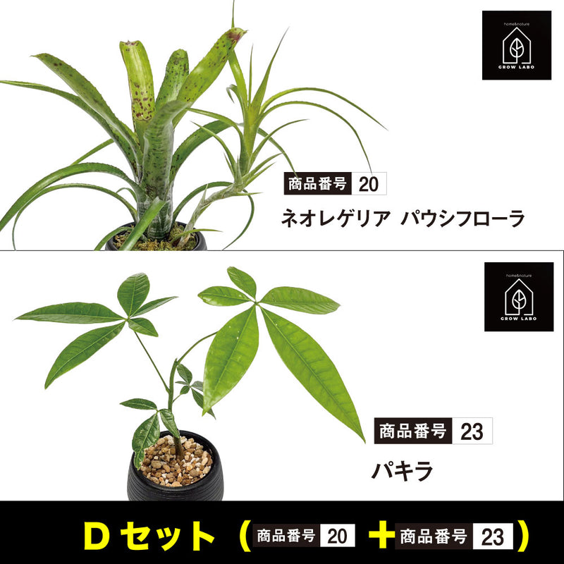 GROW LABO観葉植物組み合わせセット