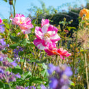 NEW　ザ・キングローズ 【イングリッシュローズ】 12月下旬～1月頃発送