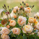 ダナヒュー 【イングリッシュローズ】   12月下旬～1月頃発送