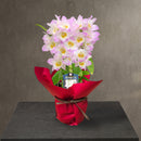 24.デンドロビウム「ファンシーエンゼル・リセ」