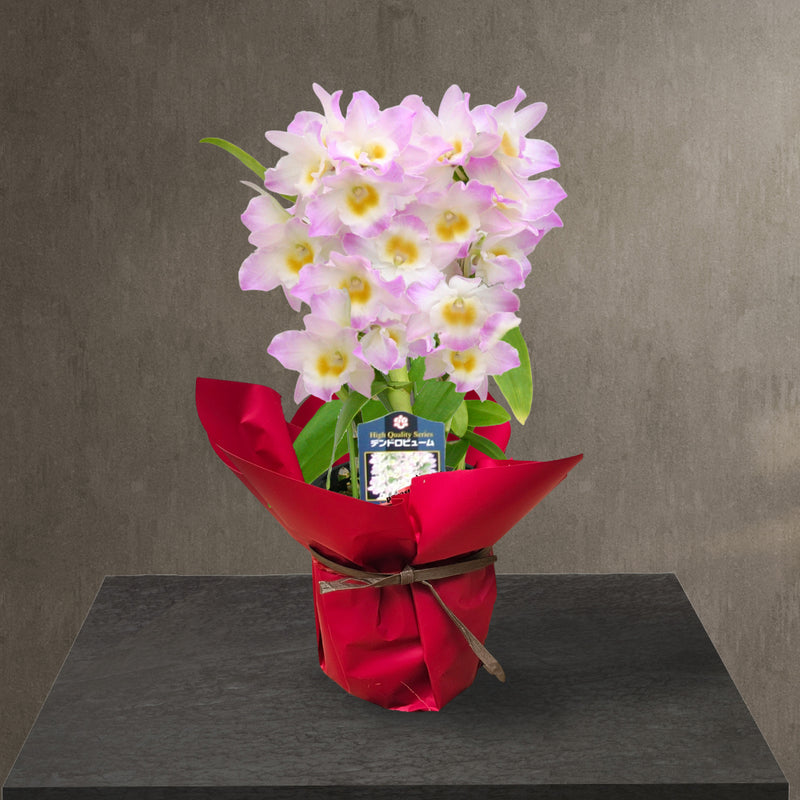 24.デンドロビウム「ファンシーエンゼル・リセ」