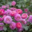 NEW　エマ・ブリッジウォーター【イングリッシュローズ】 12月下旬～1月頃発送