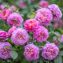 NEW　エマ・ブリッジウォーター【イングリッシュローズ】 12月下旬～1月頃発送