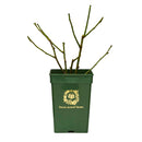 トーマス・エイ・ベケット 【イングリッシュローズ】   12月下旬～1月頃発送