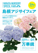 56.アジサイ「万華鏡」 ブルー　5号【そのまま贈れる 税込・送料込プラン】※一部地域のみ追加送料あり