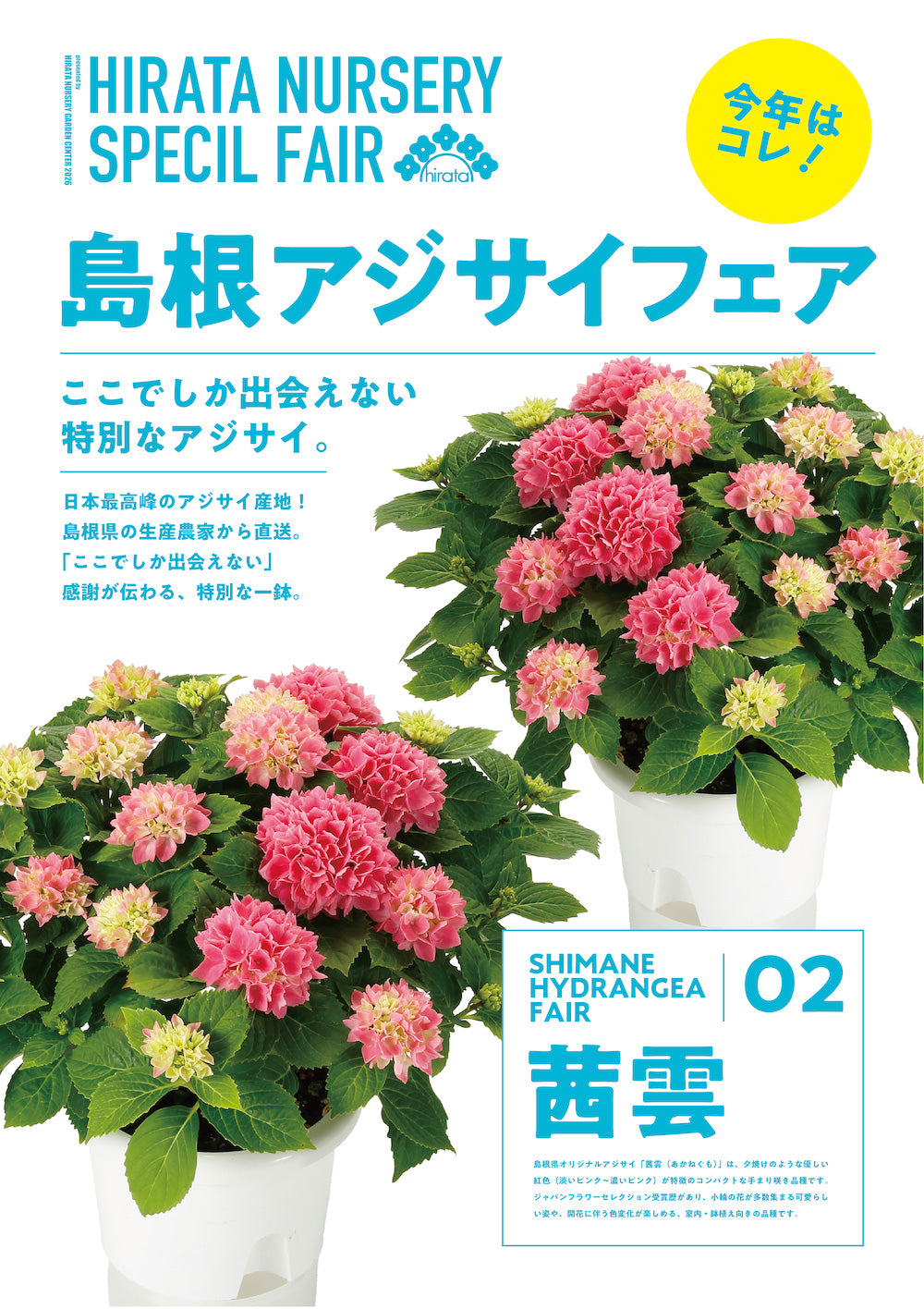 61.アジサイ「茜雲」4号【そのまま贈れる 税込・送料込プラン】※一部