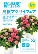 61.アジサイ「茜雲」4号【そのまま贈れる 税込・送料込プラン】※一部地域のみ追加送料あり