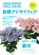 60.アジサイ「銀河」５号【そのまま贈れる 税込・送料込プラン】※一部地域のみ追加送料あり