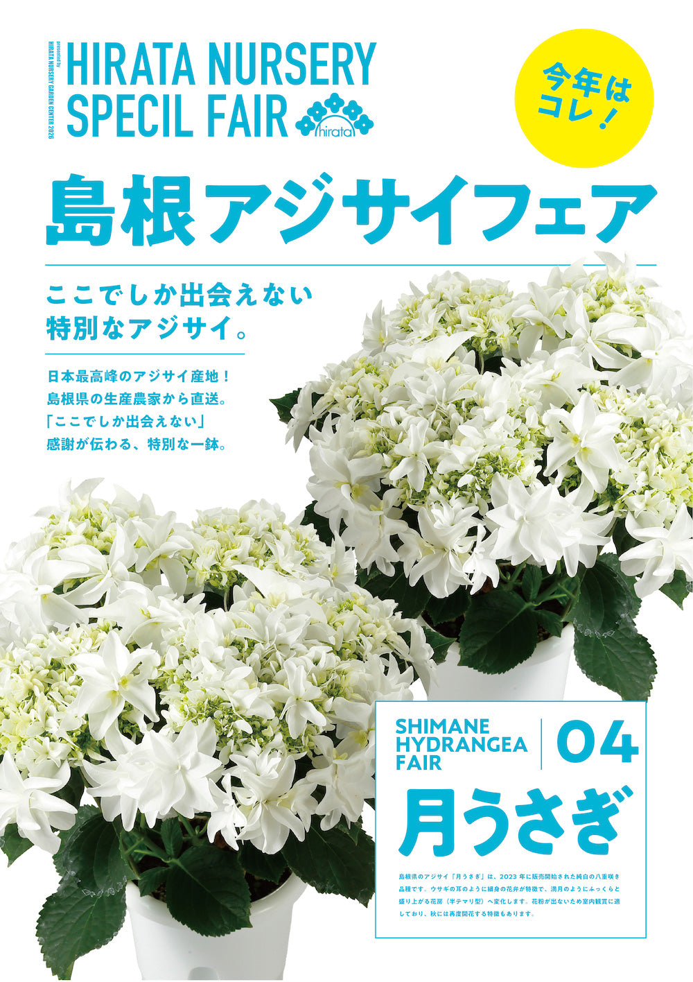 59.アジサイ「月うさぎ」 5号鉢【そのまま贈れる 税込・送料込プラン