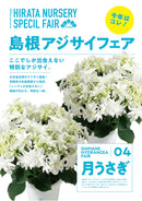 59.アジサイ「月うさぎ」　5号鉢【そのまま贈れる 税込・送料込プラン】※一部地域のみ追加送料あり