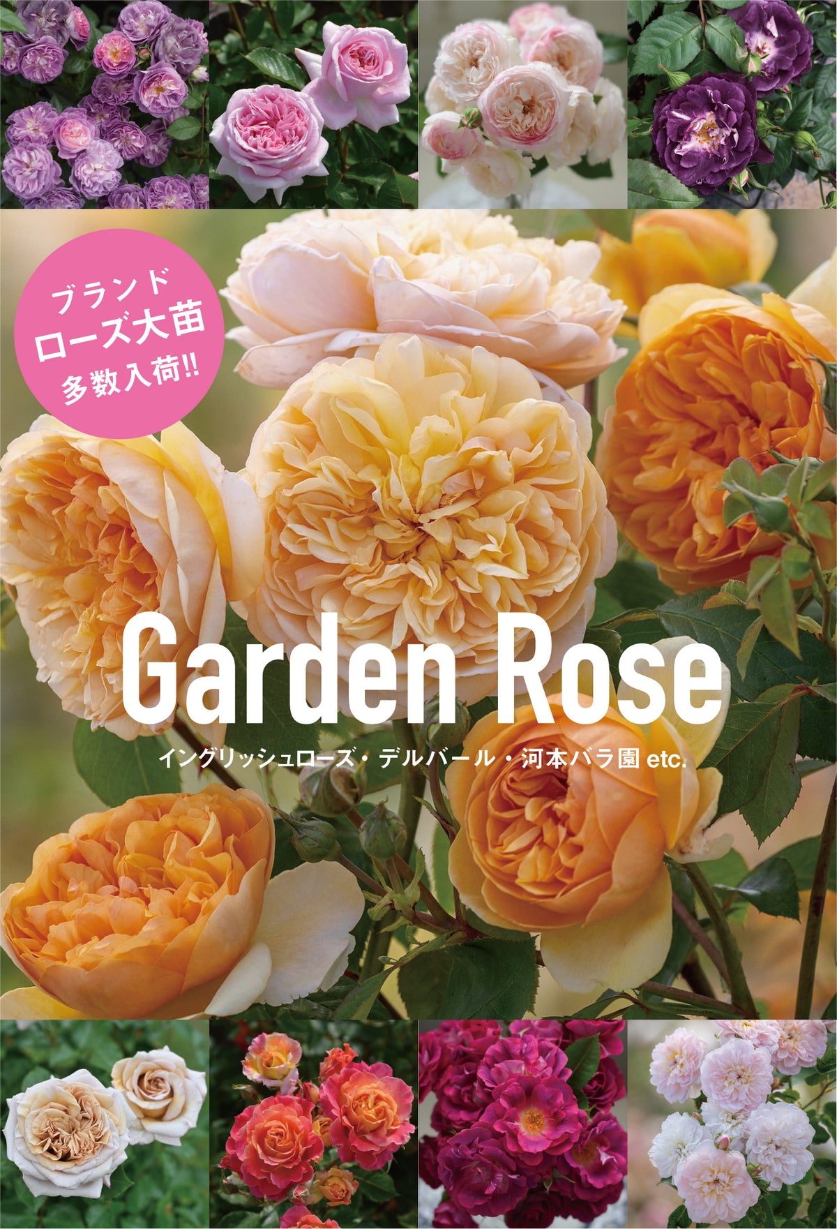 葉がきれい✨リグリクス野田園芸♥クリスマスローズ✨グリーン来季用✨香り