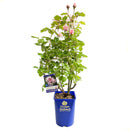 ナエマ【デルバールローズ】　 12月下旬～1月頃発送