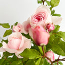 ナエマ【デルバールローズ】　 12月下旬～1月頃発送